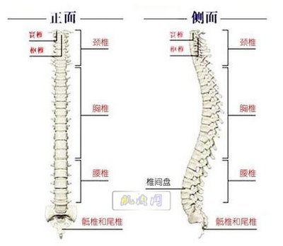 尾椎骨旁边疼是怎么回事
