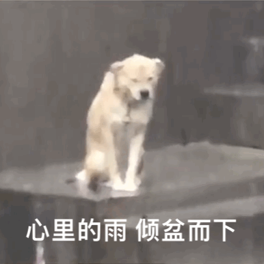做梦梦到狗熊追我