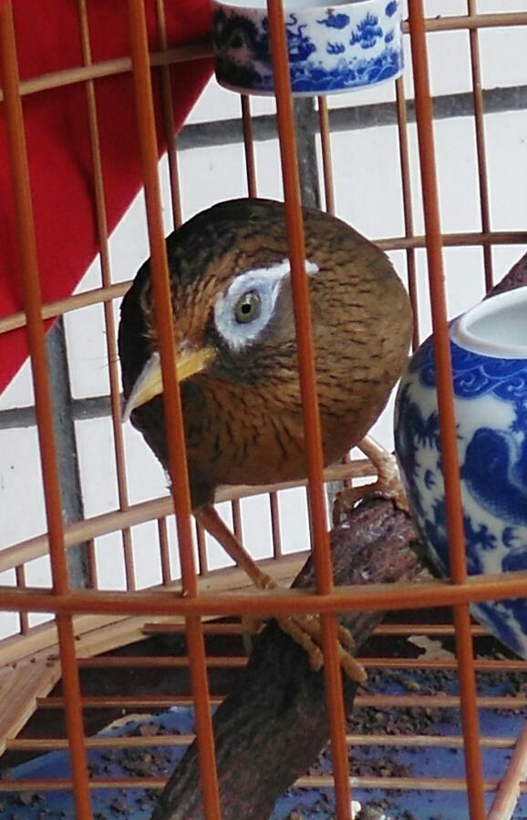 画眉不敢过笼怎么办