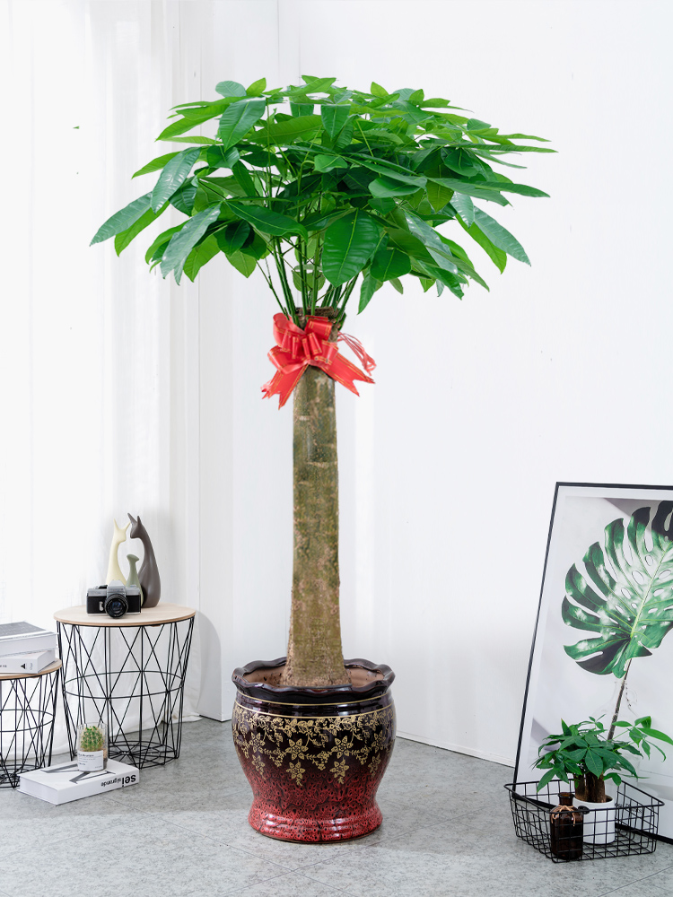 室内花草植物