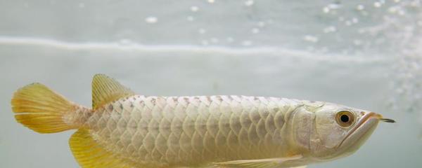 金龍魚的品牌介紹（金龍魚的品牌介紹怎么寫）