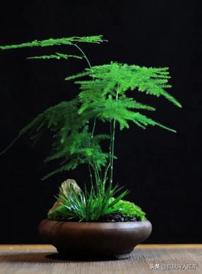 适合室内养的竹子品种