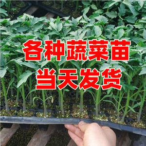 坐月子能吃圣女果吗