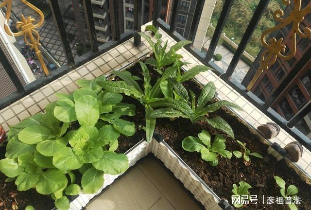 阳台种菜用什么肥料