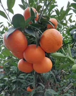 芦柑孕妇可以吃吗