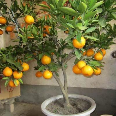 柠檬树风水