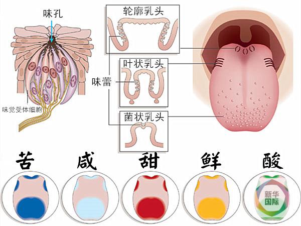 舌头发咸是怎么回事
