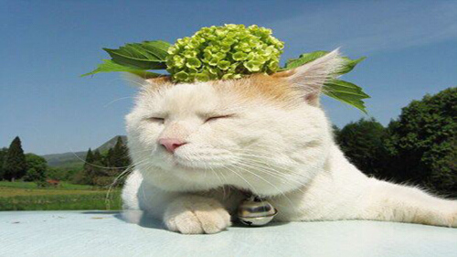 为什么养猫不容易怀孕