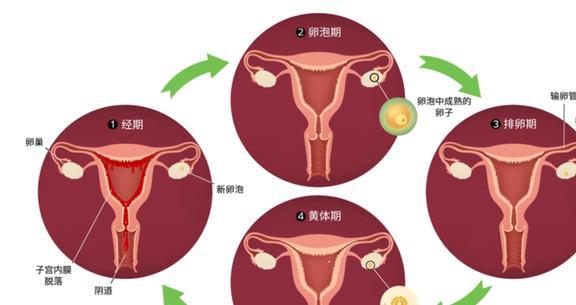 排卵期卵泡多大容易怀孕