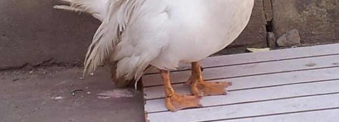 鸭子的脚像什么形状
