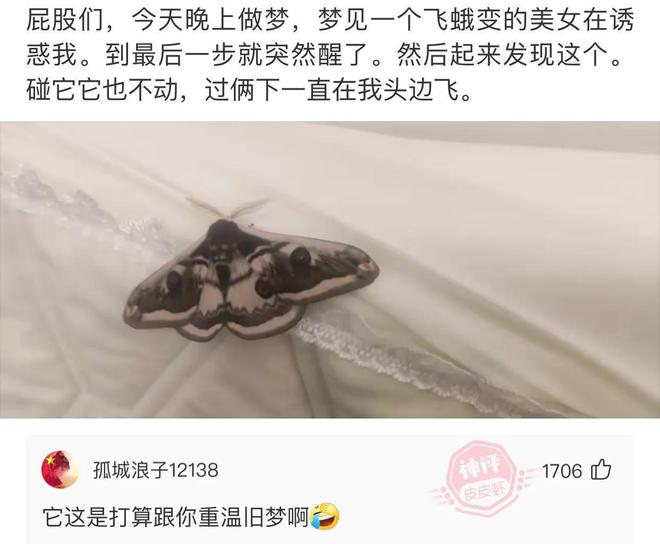 做梦梦到飞蛾