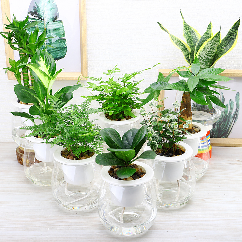室内盆栽植物图片