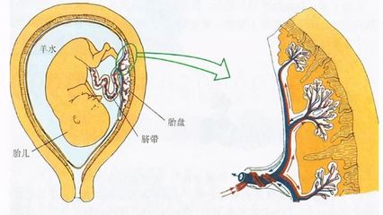 胎盘怎么处理最好风水