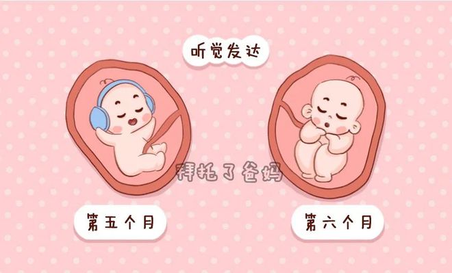 胎儿发育顺序