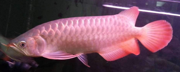 沈陽水族館（沈陽水族館特色海洋生物介紹）