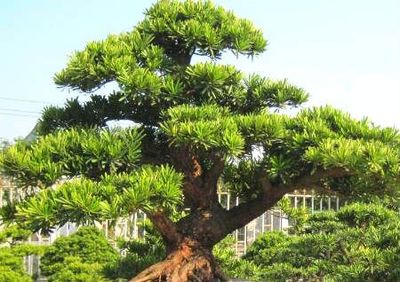 房前栽什么树风水好