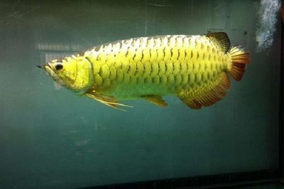 Update of my <strong><mark>arowana</mark></strong> and monster fish