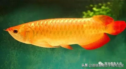 觀賞魚有市場嗎知乎（觀賞魚有市場嗎知乎）