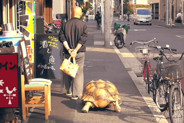 日本带宠物