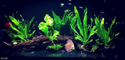 昆明市五華區(qū)龍之家水族器材店（昆明市五華區(qū)龍之家水族器材店地址）