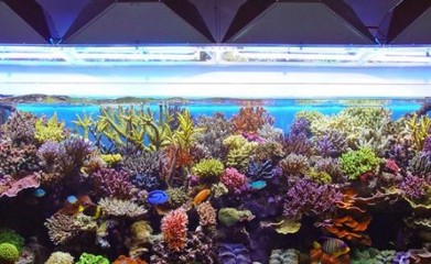 裕華區(qū)魚我相隨水族店 全國水族館企業(yè)名錄