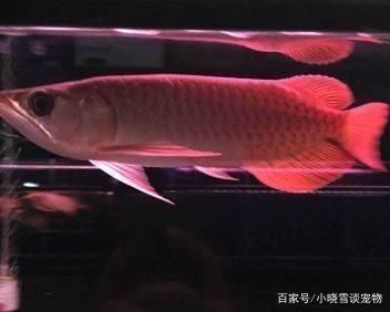 秦皇島金龍魚(yú)總經(jīng)銷商地址在哪 