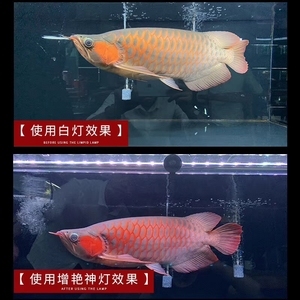 龍魚為什么掉鱗片（龍魚為什么掉鱗片了）