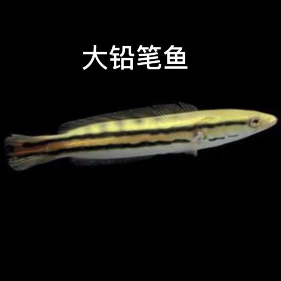 舟山觀賞魚市場日本新阪井養(yǎng)魚場現(xiàn)場挑魚照片