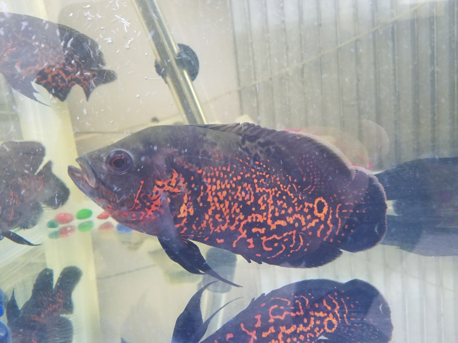 Exploring the Diversity of <strong><mark>Aquatic</mark></strong> Life at Kaliningrad <strong><mark>Aquatic</mark></strong> Shops: A Comprehensive Guide to Location, Distribution, Business Hours, and Products
