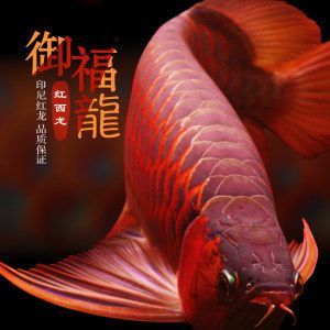 龍魚和埃及神仙混養(yǎng)嗎（龍魚和埃及神仙混養(yǎng)嗎視頻）