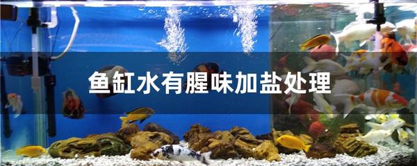 魚缸剛加的水渾濁（魚缸剛放魚水渾濁）