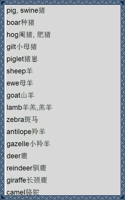 母猪英语单词