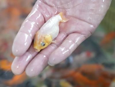 详细阅读:The Majestic <strong><mark>arowana</mark></strong>: A Guide to <strong><mark>arowana</mark></strong> in Pomurska, Slovenia The Majestic <strong><mark>arowana</mark></strong>: A Guide to <strong><mark>arowana</mark></strong> in Pomurska, Slovenia