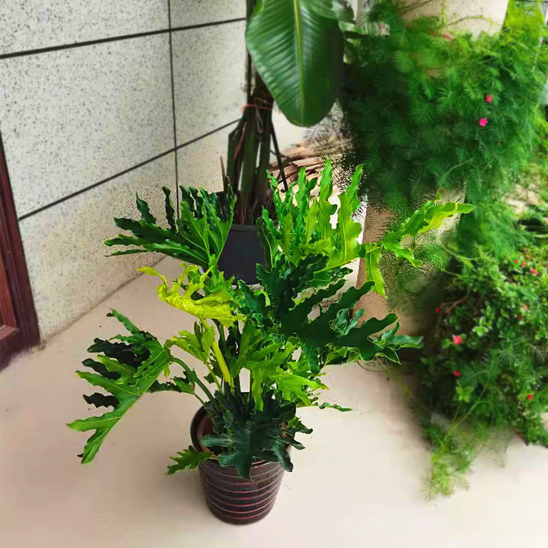 厨房放什么盆景最好
