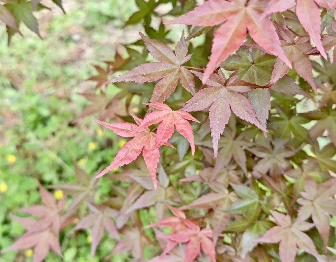 枫色的意思