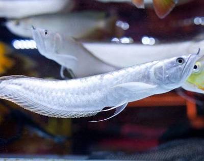 開平市三埠區(qū)景濠水族館（開平市三埠區(qū)景濠水族館電話）