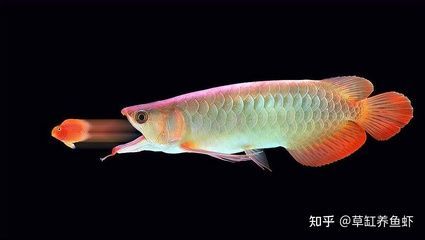 載龍潛艇 福滿鉆魚(yú)