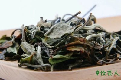 白茶耐泡吗