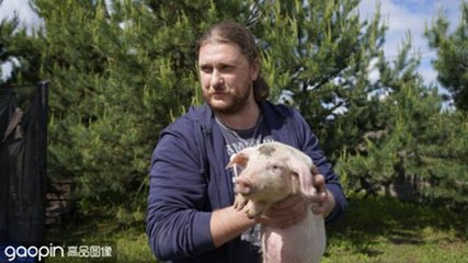bearded pig