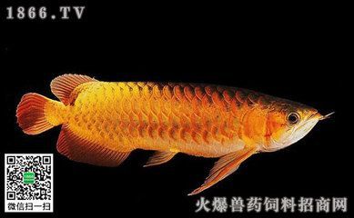 觀賞魚論壇：觀賞魚論壇網(wǎng)站哪個(gè)好