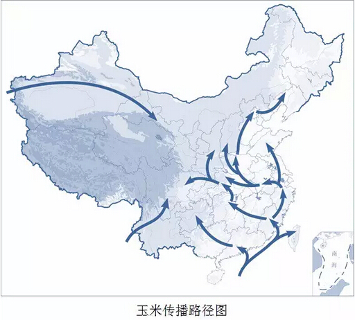 小麦和水稻哪个先传入中国