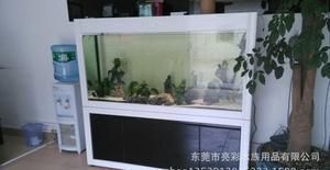 古典過背金龍魚價格圖片（古典過背金龍魚價格圖片大全） 古典過背金龍魚