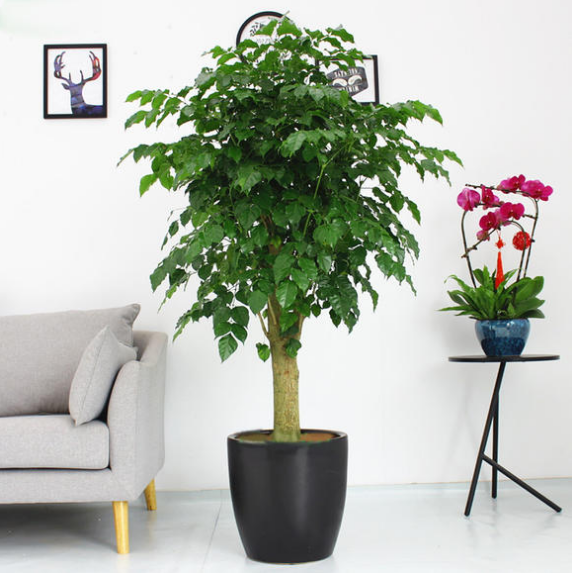 室内绿植种类