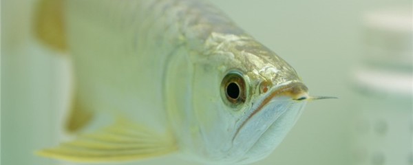 金龙鱼眼睛外面有一圈白膜是什么东西：金龙鱼眼睛外面一圈白膜是什么东西