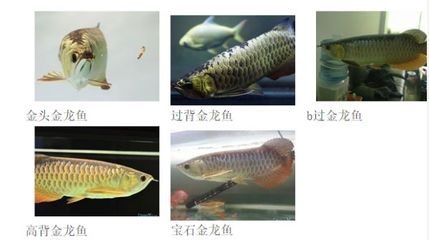 九江水族批發(fā)市場在哪里有賣魚的店（九江水族批發(fā)市場在哪里有賣魚的店鋪）