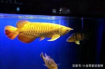 印尼觀賞魚(印度觀賞魚)