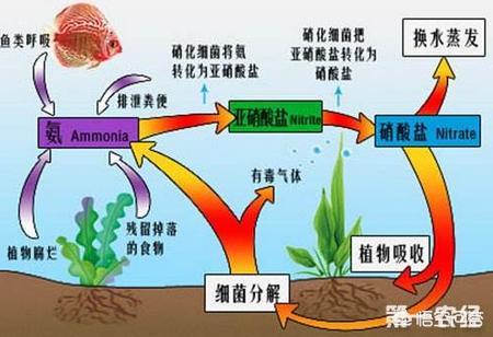 水溫低龍魚不吃食（水溫低龍魚不吃食怎么辦）