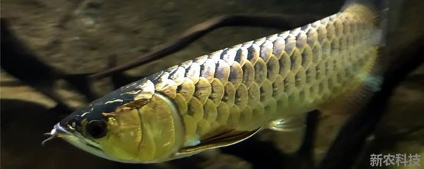 寧波魚缸回收電話號(hào)碼多少號(hào) 寧波魚缸回收電話號(hào)碼多少號(hào)啊 水族周邊