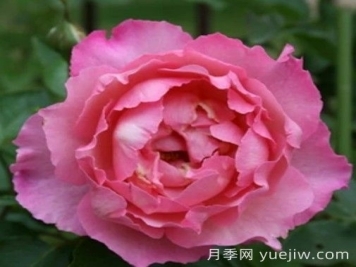 日奈娇 - 伊芙夏娃 [92P 642M]