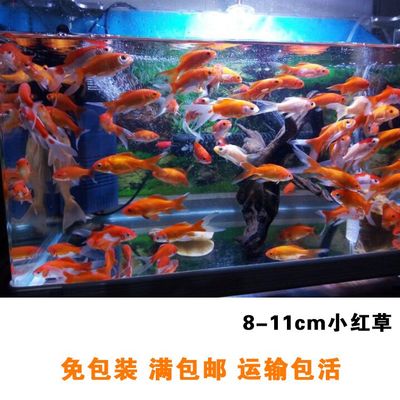 魚缸里能養(yǎng)水葫蘆嗎視頻（魚缸里能養(yǎng)水葫蘆嗎視頻講解）